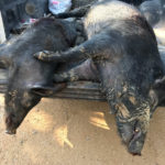 hog hunt