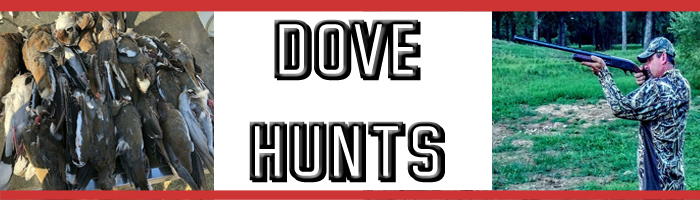 doveheader2 dove hunting texas
