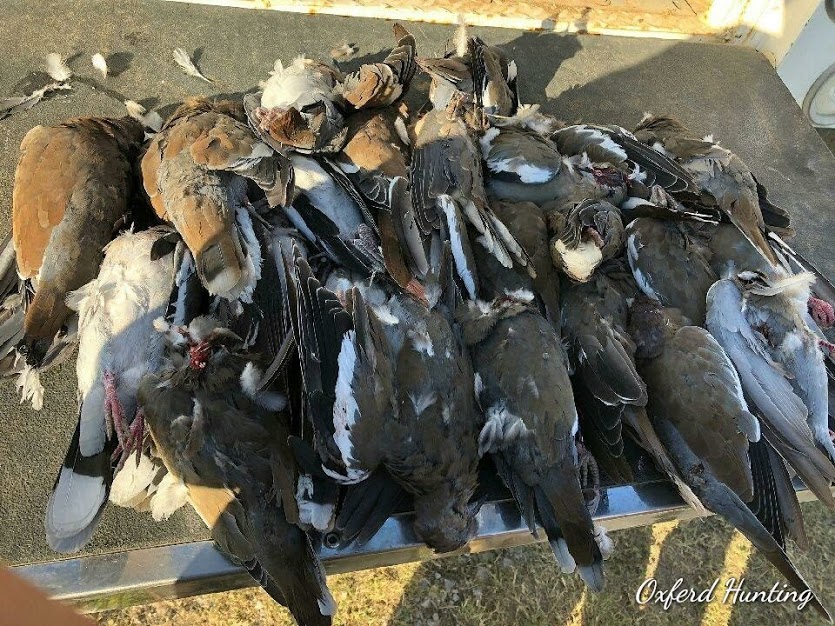 dove hunting in Texas