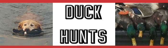 duckheader2 duckheader2