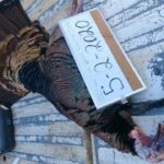 Cheap Texas turkey hunts