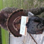 texas turkey hunts