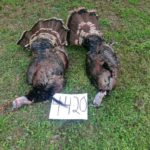Cheap Texas turkey hunts