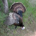 Texas turkey hunts