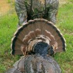 Cheap Texas turkey hunts