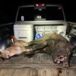 Texas hog hunting