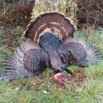 Cheap Texas turkey hunts