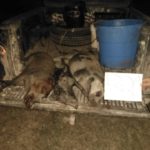 cheap hog hunts in texas