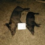 cheap hog hunts in texas