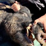 affordable hog hunts central texas