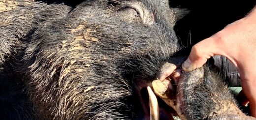 affordable hog hunts central texas