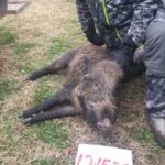 cheap hog hunts in texas