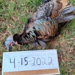 Cheap Texas turkey hunts