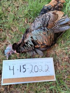 Cheap Texas turkey hunts
