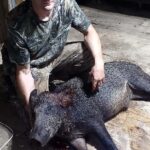 Hog hunt