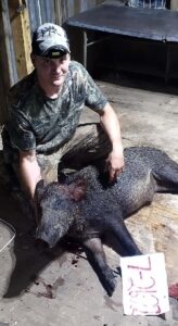 Hog hunt