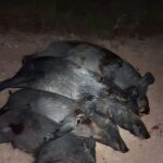 Texas Hog Hunting