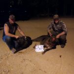 Texas hog hunting
