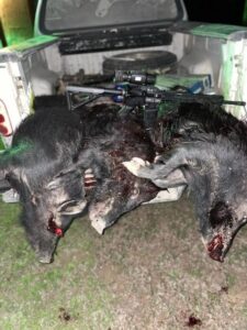 unlimited hog hunting