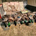 duck02