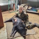 hog hunting