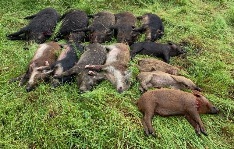 Texas hog hunts