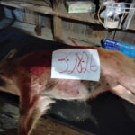 hog1