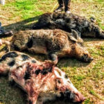 hog hunts