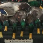 duck hunts
